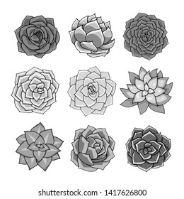 Succulents isolated on white background. Vector illustration. Black and white plants for graphics. Doodle art design. Flowers top view.