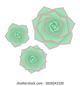 Succulents isolated on white background. The view from the top. Vector illustration.