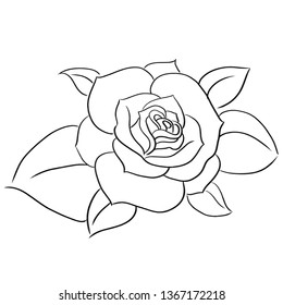 succulents line vector illustration