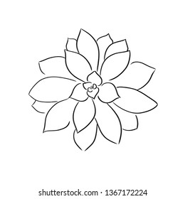 succulents line vector illustration