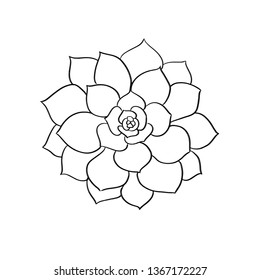 succulents line vector illustration