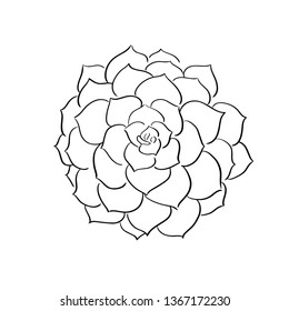 succulents line vector illustration