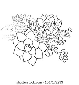 succulents line vector illustration