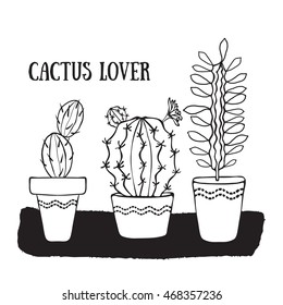 Succulents on white background. Potted flowers.

