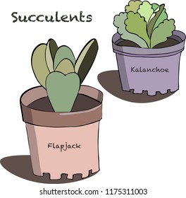 succulents in planter illustration