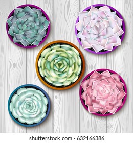 Succulents in pots