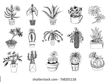 Succulents set, cactus, peyote, echeveria, haworthia, aloe vera. Green decorative plants in the teacup and pots. Floral botanical leaves engraved. hand drawn. vector collection bushes and branches.