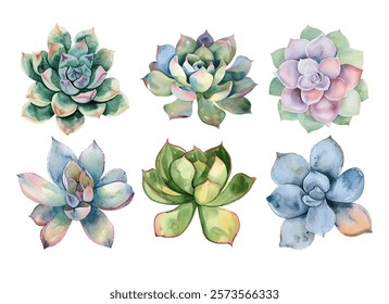 Succulents set featuring vibrant, detailed plants in various colors. Perfect for botanical art lovers, home decor, and design projects.