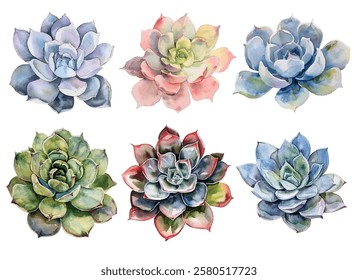 Succulents set featuring vibrant, detailed plants in various colors. Perfect for botanical art lovers, home decor, and design projects.