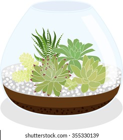 succulents terrarium