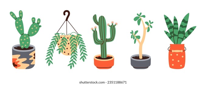 Succulents of various shapes, Potted plants, Cactus potted. Blooming cacti, popular house plants.