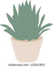 Succulents vector illustration green plants