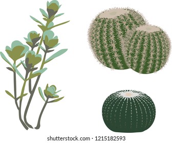 succulents vector illustration, group of objects on white background