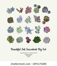 Succulents vector isolated hand drawn illustration set. Modern ink succulent plants logo, icons, poster, banner, postcard. Minimalistic floral illustrations floristry shop. Beautiful succulent plants.