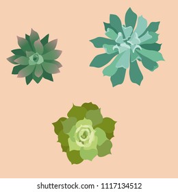 
succulents vector plants