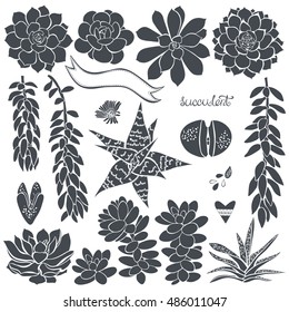 Succulents. Vector set of  different silhouettes  succulents . Elements for design.