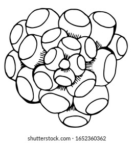 Succulents in vector. Sketch illustration