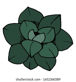 Succulents in vector. Sketch illustration