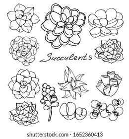 Succulents in vector. Sketch illustration