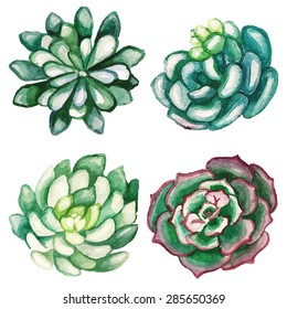 Succulents watercolor set