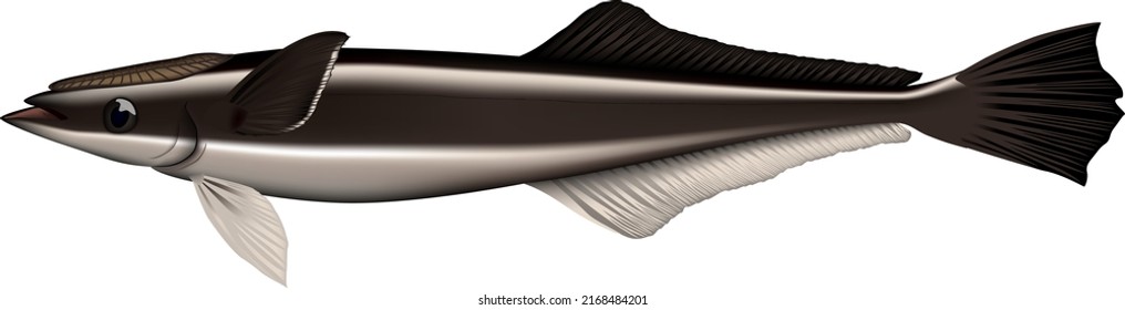 'Suckerfish (KOBANZAME)'  illustration. Vector EPS format.