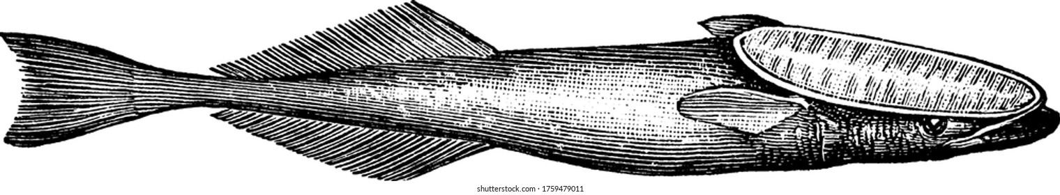 A sucking fish that uses the flat disk on its head, to stick to larger fish, such as sharks, vintage line drawing or engraving illustration.