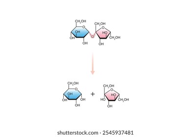 Sucrase Enzyme Effect on Sucrose Sugar Molecule Science Design. Vector Illustration.