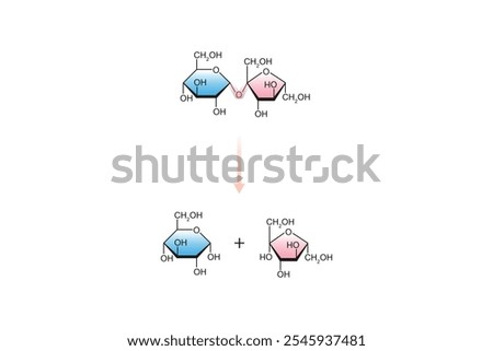 Sucrase Enzyme Effect on Sucrose Sugar Molecule Science Design. Vector Illustration.