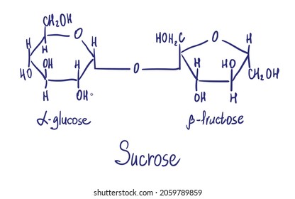 Sucrose Chemical Structure. Vector Illustration Hand Drawn.