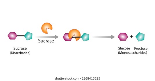 Sucrose digestion. Carbohydrates Digestion.  Sucrase Enzymes catalyze Disaccharide sucrose Molecule to glucose and fructose. Glucose Sugar Formation. Scientific Diagram. Vector Illustration. svg