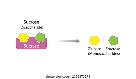 Sucrose digestion. Carbohydrates Digestion. Sucrase Enzymes catalyze Disaccharide sucrose Molecule to glucose and fructose. Glucose Sugar Formation. Scientific Diagram. Vector Illustration. svg