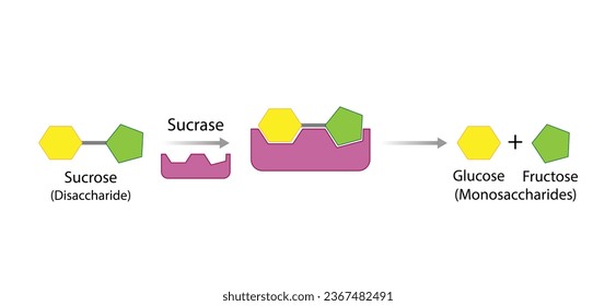 Sucrose digestion. Carbohydrates Digestion. Sucrase Enzymes catalyze Disaccharide sucrose Molecule to glucose and fructose. Glucose Sugar Formation. Scientific Diagram. Vector Illustration. svg
