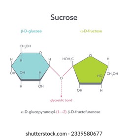 Sucrose disaccharide table sugar vector illustration structure diagram