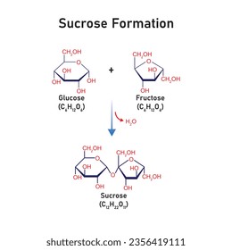 Sucrose Formation Concept Design. Vector Illustration.