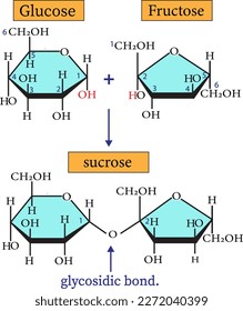 El sacarosa se hace a partir de un monómero de glucosa y un monómero de fructosa juntos en una reacción de deshidratación para formar un vínculo glucosídico entre el carbono 1 de la glucosa y el carbono 2 de la fructosa. 