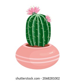 Suculent cactus in a pink ceramic flower pot. Unusual thorny plant. Vector graphics.