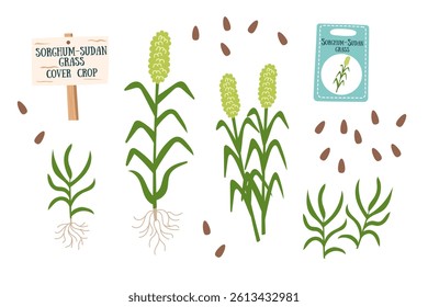 Sudan grass objects set isolated on white background. Gardening and cover crops concept. Vector hand drawn cliparts.