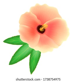 Sudanese rose flower isolated on white background. Rosella or sabdariffa hibiscus. Realistic vector illustration.