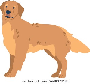 Suddenly stopped golden retriever vector illustration