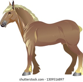 Suffolk Horse, draught Horse, Stallion Galop ,  Animal - Vector Illustration