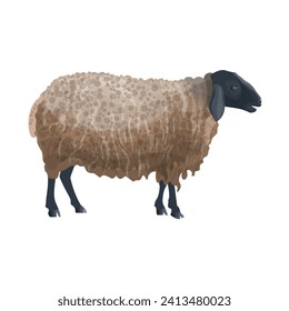 Suffolk sheep with a black face and black legs. Vector illustration isolated on a white background in a realistic style