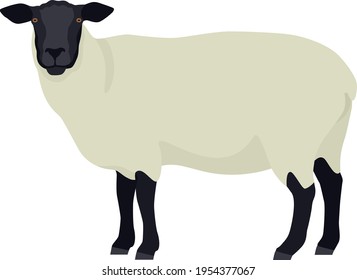 Suffolk sheep Farm animals Flat vector illustration Isolated object set