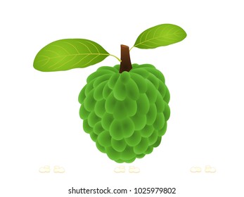 Sugar Apple - Cartoon Vector Image