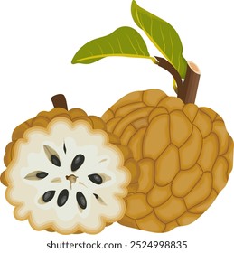 Manzana de azúcar o fruta de manzana de natilla aislada sobre fondo blanco