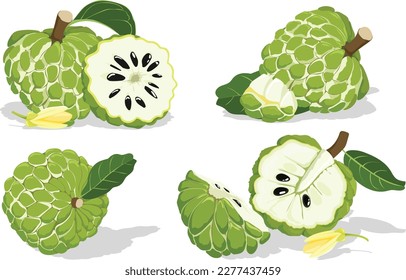 Sugar apple or custard apple isolated on white background. Exotic tropical Asia annona or cherimoya fruit