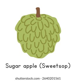 Sugar apple flat vector illustration. Sugar apple or Sweetsop cartoon clipart style isolated on white background. Tropical and Exotic fruit concept