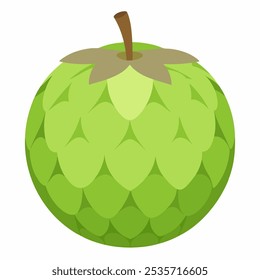 fruta de manzana azucarada, una fruta que proviene de los trópicos. La fruta de manzana azucarada es redonda con piel de múltiples bordes. sobre fondo blanco. Ilustración vectorial