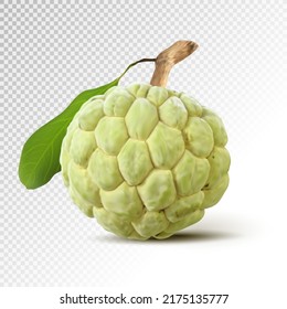 Sugar apple is isolated from the transparent background. Custard apple with rough skin. Green fruit is classified as a round fruit group type. Realistic vector illustration