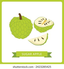 Sugar apple whole and sliced vector illustration isolated on white background.