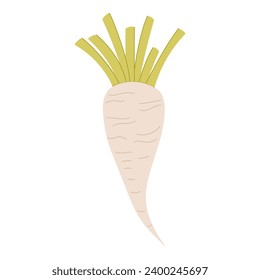 Sugar beet cartoon vector illustration isolated on white background. White beet illustration